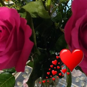 Meet your Posher, Elena